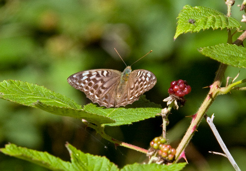 Silver-Washed Frittillary, Valesina DM0083